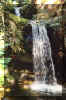 Click here for a great Virtual Big Basin Adventure!
