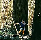 Redwoods so big they have a gravitational pull!!!